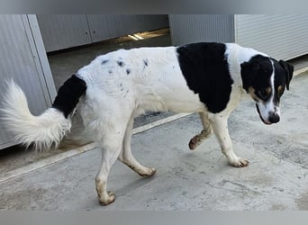 Shiro - Kuschelbär sucht seine Menschen