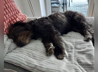 Lulu ❤️ wartet in 27751 Delmenhorst