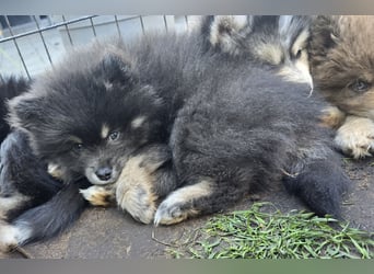 Zauberhafte Pomsky Welpen suchen ab sofort ihr neues Zuhause!
