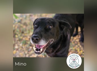 Mino: Stark, treu und voller Liebe