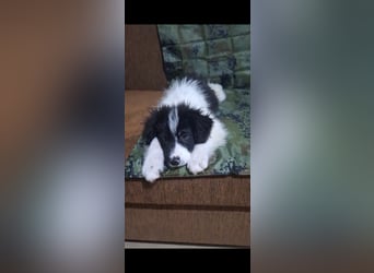 Kleiner Loki sucht ein Zuhause