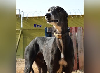 Rex 08/2019 (ESP) - aufgeschlossener, sozialer und angenehmer Galgo!