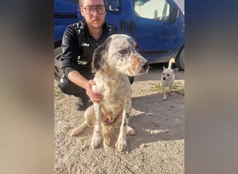 Mira – Heldin auf vier Pfoten -