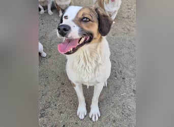 FINA, Hündin, 2,5 Jahre, 40 cm, Mischling, Tierschutz