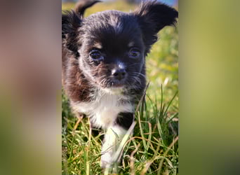 Chihuahuawelpen