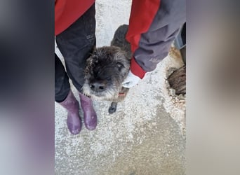 Kleiner Schnauzermischling BALIN sucht eine eigene Familie