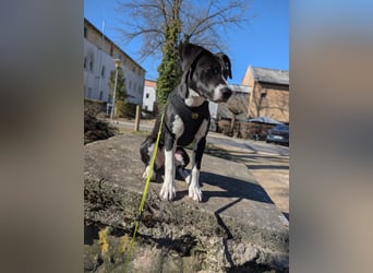 Welpe Kira sucht ihr Für-Immer-Zuhause ❤️