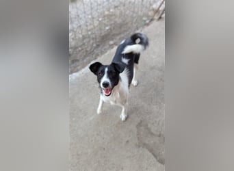 Powerpaket Laika, 1 Jahr, sucht ihresgleichen