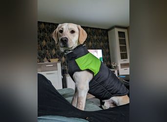 Nacho in 09618 Brand- Erbisdorf sucht sein Zuhause