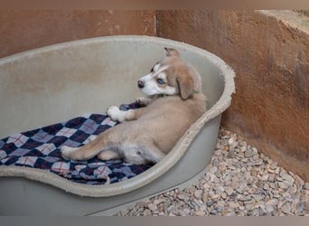 NALA-absolut liebevoll, eher ruhig, gesund und gestärkt wartet sie sehnsüchtig auf ihre Familie