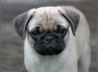 Mops 2.0 Welpen, Rüde, 13 Wochen, Ahnentafel CfdM / VDH / FCI