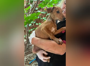 Milla, geboren 25.03.2025, 29cm sucht ihre Menschen