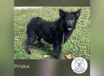Priska: Für Menschen mit Herz und Hundeverstand