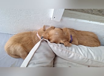 Golden Retriever Welpen