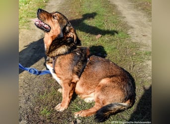 Archie - Vorliebe für Spaziergänge