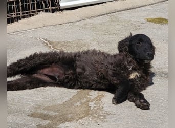 Flynn ❤️ offener, verspielter Welpenjunge