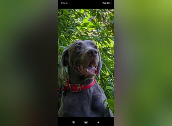 Traumhund sucht Traumzuhause – Vollblut-Weimaraner "Kapitän"
