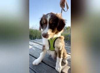 1 kleine Australian Shepherd Hündin( Welpe) braun/redtri (Minimix/Reinrassig)+ Gesundheitszeugnis