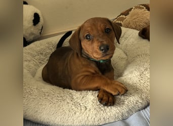 Deutscher Pinscher Welpen aus dem Haus ,,Cava Land" FCI Zucht