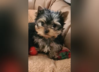 Yorkshire-Terrier Welpen,  reinrassig mit Ahnentafel sofort abgabebereit