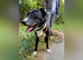BLANCA ❤️ Sonnenschein Familienhündin, Pflegefamilie Köln
