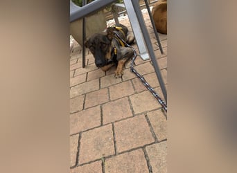 Buddy❤️ - sanfter Kerl mit dem großen Herz sucht seine Menschen