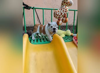 Englische Bulldogge Welpen mit FCI Papiere