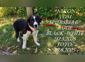Border Collie-Welpen , black-, choco-,red-white und red-merle