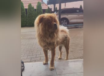 Bella - eine Schönheit sucht ihr Zuhause für immer