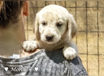 Millie, Marla, Mona und Monja (reserv.) suchen ab Mitte September ein Zuhause