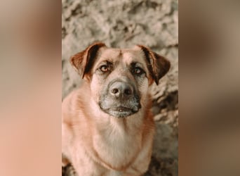 großer lieber Mischlings-Rüde Koda sucht seine Menschen