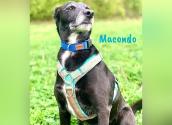 Macondo 04/2020 (in Deutschland) - treuer und liebevoller Labrador-Mix!