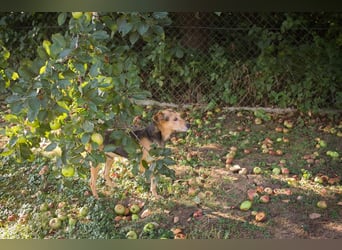 Amigo: Liebevolles Kämpferherz