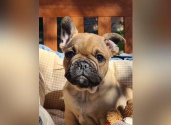 Vergnügte Frops Kinder  (Französische Bulldogge + Mops )