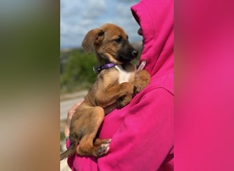 Nala