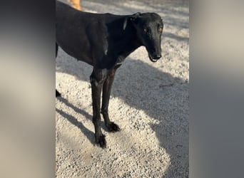 Sombra, eine schwarze Schönheit