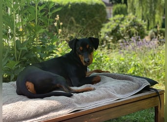 Miro - Deutscher Pinscher Rüde, 7 Jahre