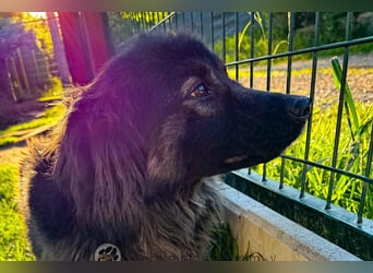Arya sucht ein eigenes Zuhause