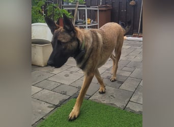 Nala - in 50127 Bergheim auf Pflegestelle