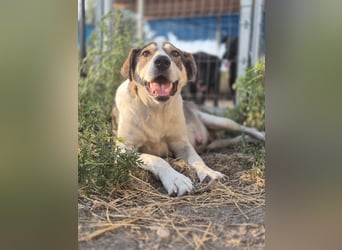 ALINA, Hündin, 3 Jahre, 50 cm, Mischling, Tierschutz