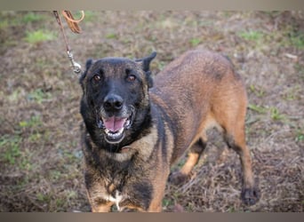 Leon: Malinois-Fans aufgepasst!