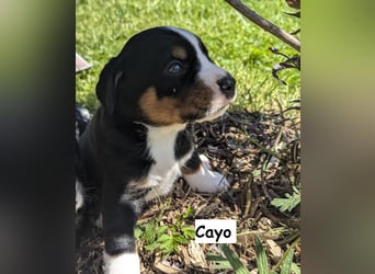 Appenzeller Sennenhund Welpen