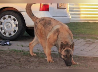Ivo VI – Kluger, aktiver Malinois-Rüde sucht erfahrenes Zuhause mit Köpfchen