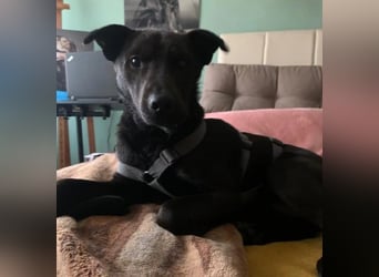 Jack sucht ein Zuhause oder eine neue Pflegestelle