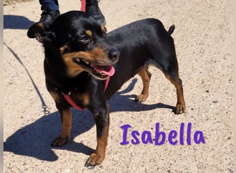 Isabella 07/2023 (ESP Pflegestelle) - verschmuste und verträgliche, kleine Pinscher-Mix Hündin!