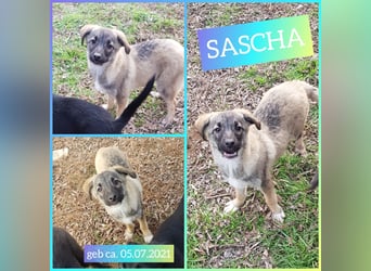 Sascha  3 ¾ jähriger Bub, SH ca. mittelgroß, verspielt, sozial, menschenbezogen, lieb