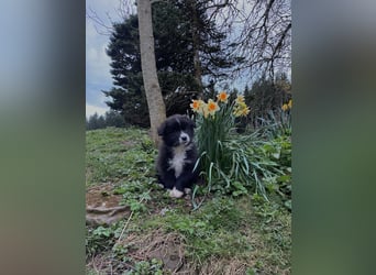 Australian Shepherd Welpen