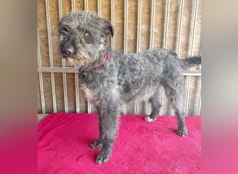 ❤️ kuschelige Familienhündin TAMI - 2 Jahre, 45cm/14kg - Schnauzer-Pumi-Mix ❤️