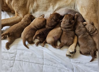 Labrador Welpen Foxred