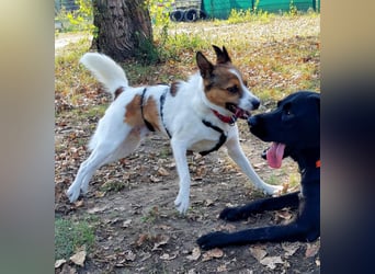 Barney – toller Bub mit viel Potenzial – wartet in PLZ 12683 Berlin-Biesdorf